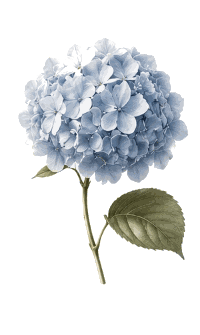 Hortensia Azul - Diseño Web