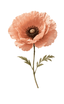 Amapola Coral - SAXA Planner