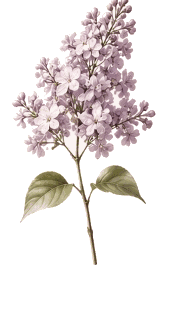 Gypsophila